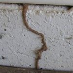 How To Sell a San Diego House With Termite Damage